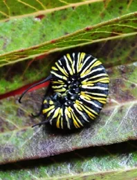 This caterpillar appeared on a tropical milkweed in Vacaville, Calif. on Nov. 29, 2016. (Photo by Kathy Keatley Garvey)