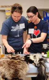 Tabatha Yang (left), education and outreach coordinator at the Bohart Museum, discusses nematodes with nematologist/parasitologist Lauren Camp. (Photo by Kathy Keatley Garvey)