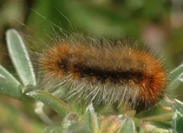 Woolly bear caterpilar at Bodega (Photo by Kathy Keatley Garvey)
