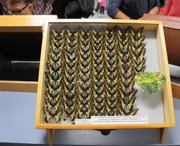 A display of anise swallowtail specimens.