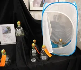 A popular attraction was the