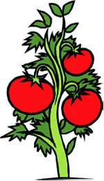 Healthy Tomato