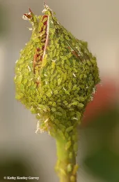 Aphids sucking the juices out of a budding rose. (Photo by Kathy Keatley Garvey)