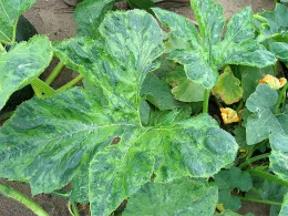 Mosaic Virus on Squash leaves.