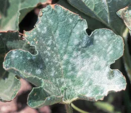 Powdery Mildew on Melon.