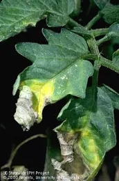 Verticillium wilt first appears as yellowing between the major veins on mature leaves.