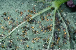 Melon aphids.