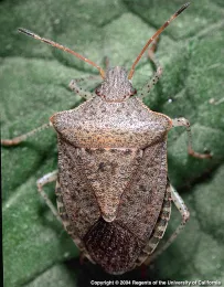 Consperse stink bug