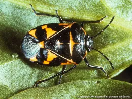 Harlequin bug.