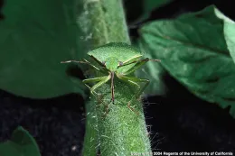 Southern green stink bug.