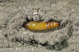 Tomato fruitworm pupa in soil.