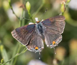 Lycaenid pod borer adult (Gray Hairstreak).