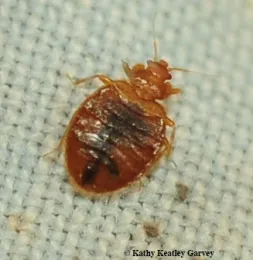 A close-up of an engorged bed bug. (Photo by Kathy Keatley Garvey)