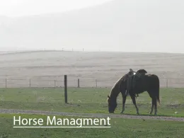 horsemanagementbutton