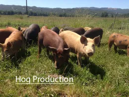 hogproduction