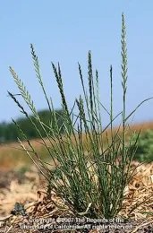Fig1. ryegrass from UCIPM