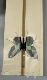 This is a swallowtail butterfly speciemn, genus Parides on spreading board. (Photo by Kathy Keatley Garvey)