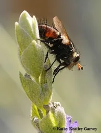 A tachinid fly parasitizes caterpillars, including