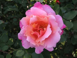 Rose 'Pink Pillar'