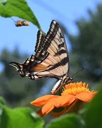 Life imitates art? This is a Western tiger swallowtail, Papilio rutulus, that's a favorite among tattoo artists. A longhorned bee is also pictured. (Photo by Kathy Keatley Garvey)