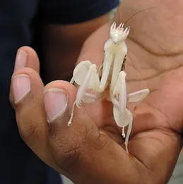 An orchid praying mantis looks around. (Photo by Kathy Keatley Garvey)