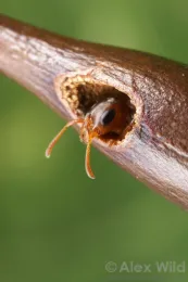 A big-eyed ant snuggled inside her nest entrance within a bullhorn acacia (her mutualist species). (Copyrighted photo by Alex Wild. Used with permission)