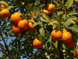 Oranges on tree Getty Free Jose Luis Navarro