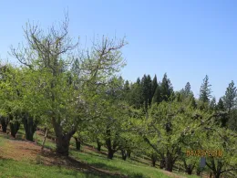 Lack of chilling can cause shoots to appear weak and bare.