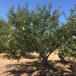 Apple tree, Photo courtesy of Carolyn Kameya