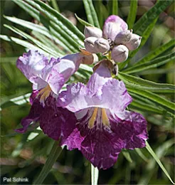 Chilopsis linearis