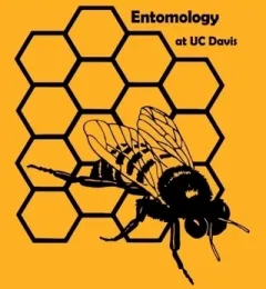 One of the favorite bee t-shirts depicts a honey bee emerging from its iconic hexagonal cells. It's the 2014 winner by then doctoral student Danny Klittich, now a California central coast agronomist.