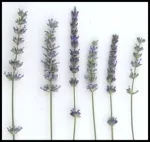 lavender vars_150_border