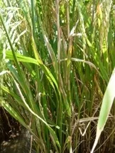 Sheath blight on rice