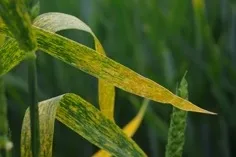 Stripe rust in wheat