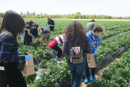 Harvesting berries