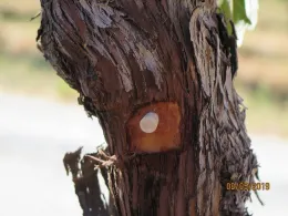 A small cork in the hole in a grape vine trunk.
