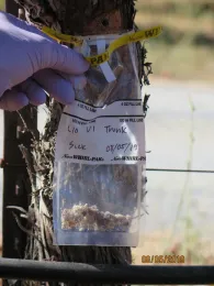 A bag taped to a grape vine trunk with wood shavings in it, placed under a hole drilled into the trunk. The bag says