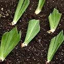 trimmed iris leaves when transplanting