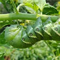 tomato hornworm