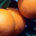 oranges