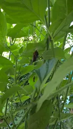 Can you find the chrysalis?