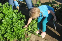 Cutting celery