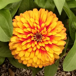Yellow and red dahlia-flowered zinnia blossom.