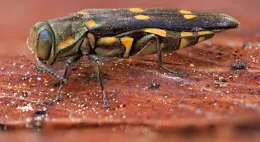 Goldspotted oak borer (USFS)