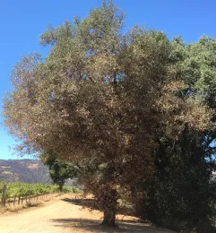 Extensive twig and branch dieback on live oak