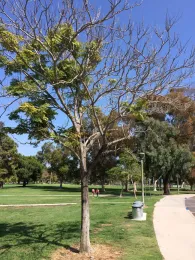 Branch die-back in a Chinese flame tree because of invasive shothole borer infestation. (Photo: Beatriz Nobua-Behrmann)