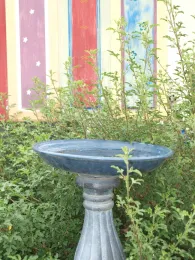 Clean, safe water sources are important for birds and all wildlife, Altacal Audubon Society