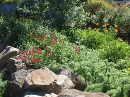 Vegetation layers, Altacal Audobon Society