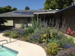 Colorful native plants that can take the heat, Altacal Audubon Society