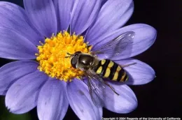 Adult Syrphid Fly.